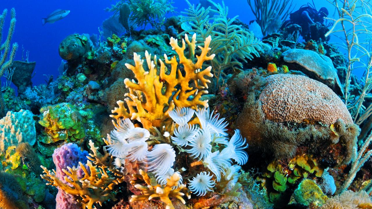 Coral reefs IMG
