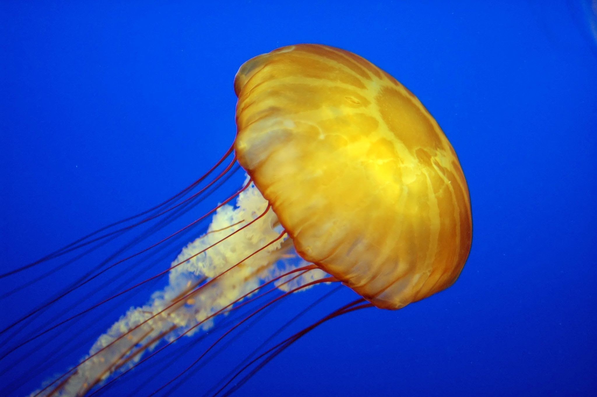 Jellyfish IMG